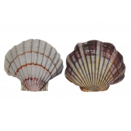 Coussin coquillage