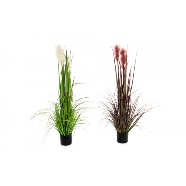 Planta junco 123 cm.