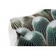 Cojín Cactus