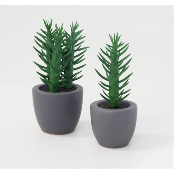 Hierba en tiesto de porcelana negro 5 x 5 cm.