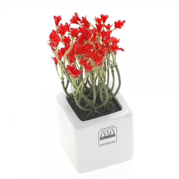 Mini campanilla violeta en tiesto de porcelana blanco 5 x 5 cm.